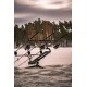  Salamander the Original Pod 3.0 Total Black 4 rods